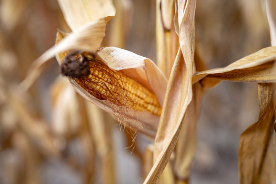 Corn harvest destroyed by drought